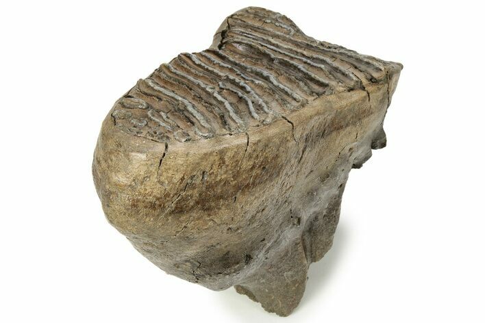 Woolly Mammoth Molar - Siberia #232723